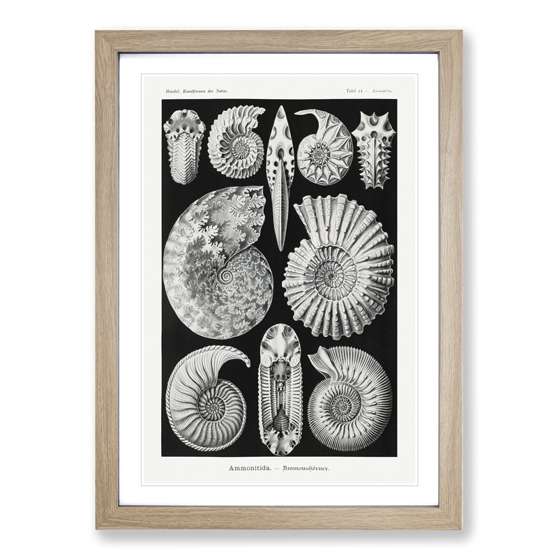 Seashells Ammonitida by Ernst Haeckel - Picture Frame Graphic Art, 36cm H x 27cm W x 2cm D, Oak Framed
