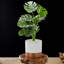 Support pour plante Dontell-1397460445