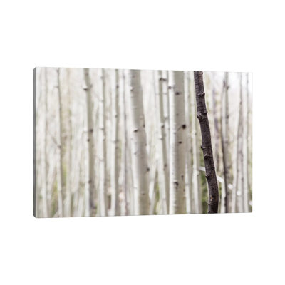 Single Birch Tree Trunk