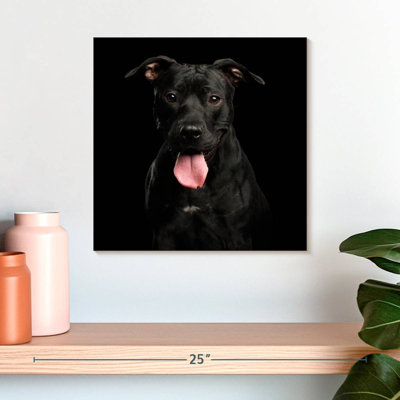 Crowle Black Pit Bull Terrier Dog