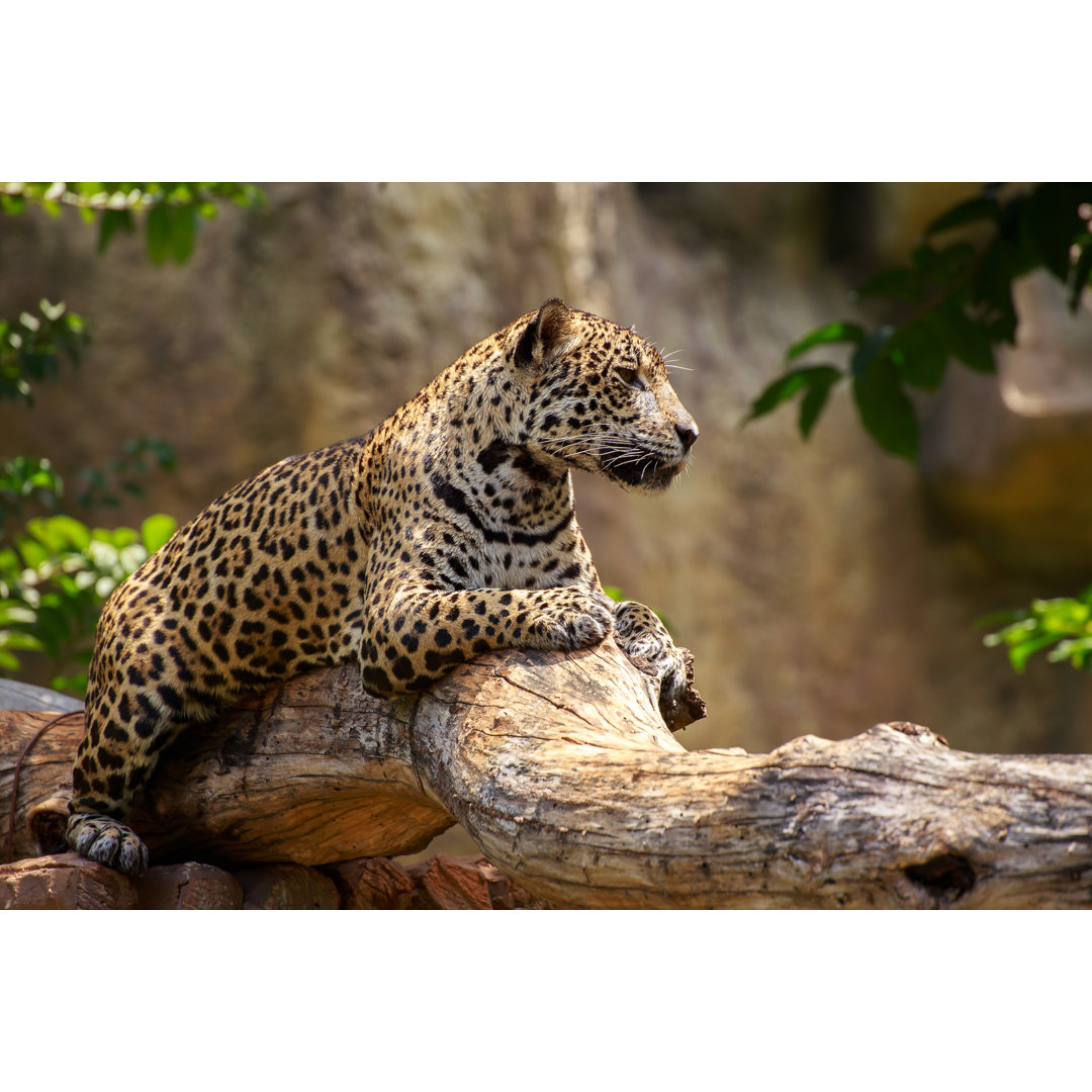 Leinwandbild Jaguar on a Branch von Winyoo08