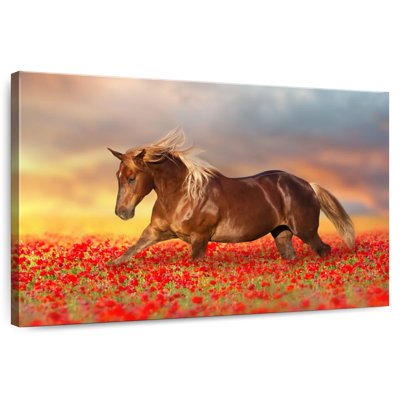 Cheval dans un champ de coquelicots