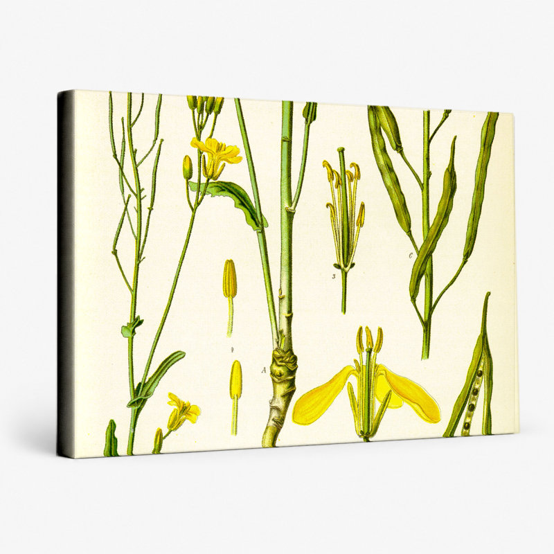 Brassica Napus oleifera DC. (1887) - Paysage, art mural sur toile