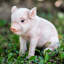Statue porc de bébé assis-16443396