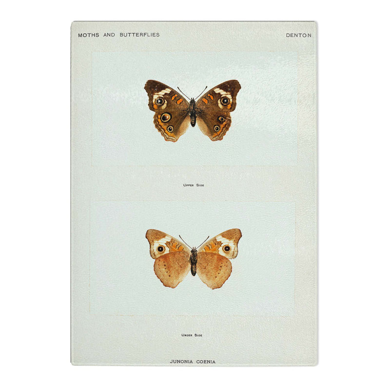Tempered Glass Buckeye Butterfly Chopping Board, 28.5 cm W x 39 cm L