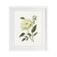 Pivoine crème avec bourgeons crème sous le verre, design par Nan