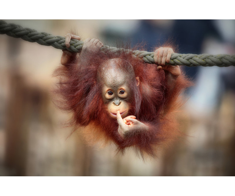 Wrapped Canvas Print, 81.28 cm H x 121.92 cm W