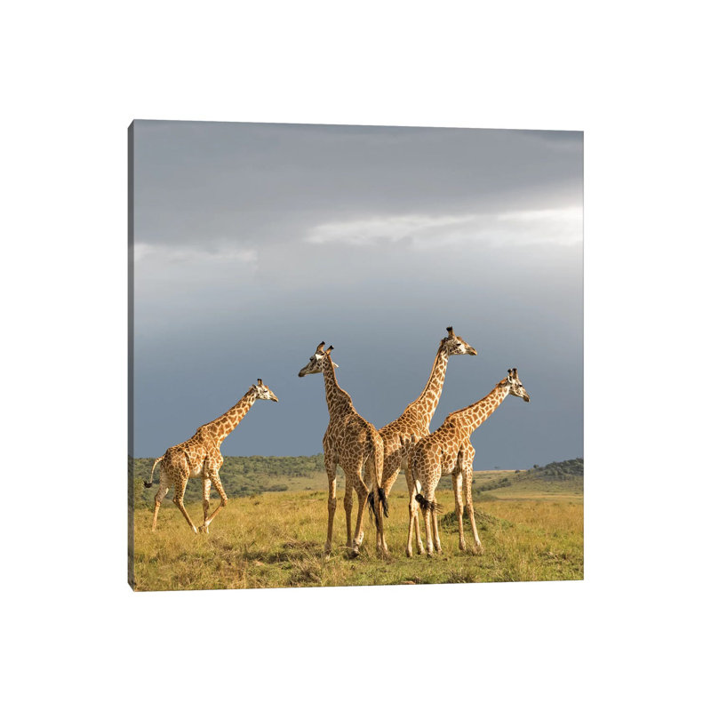 Colour Giraffe Herd II by Klaus Tiedge - Wrapped Canvas Print, 30.48 cm H x 30.48 cm W