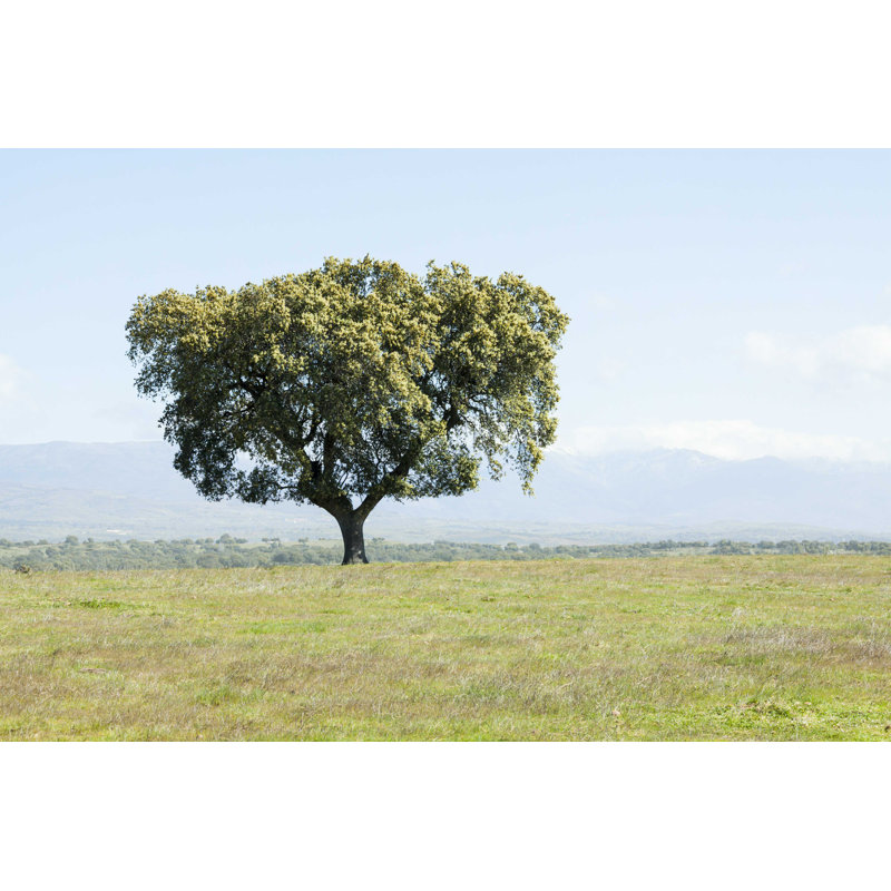 Holm Oak on Field - Photographie sur toile tendue, H 32 po x l 48 po