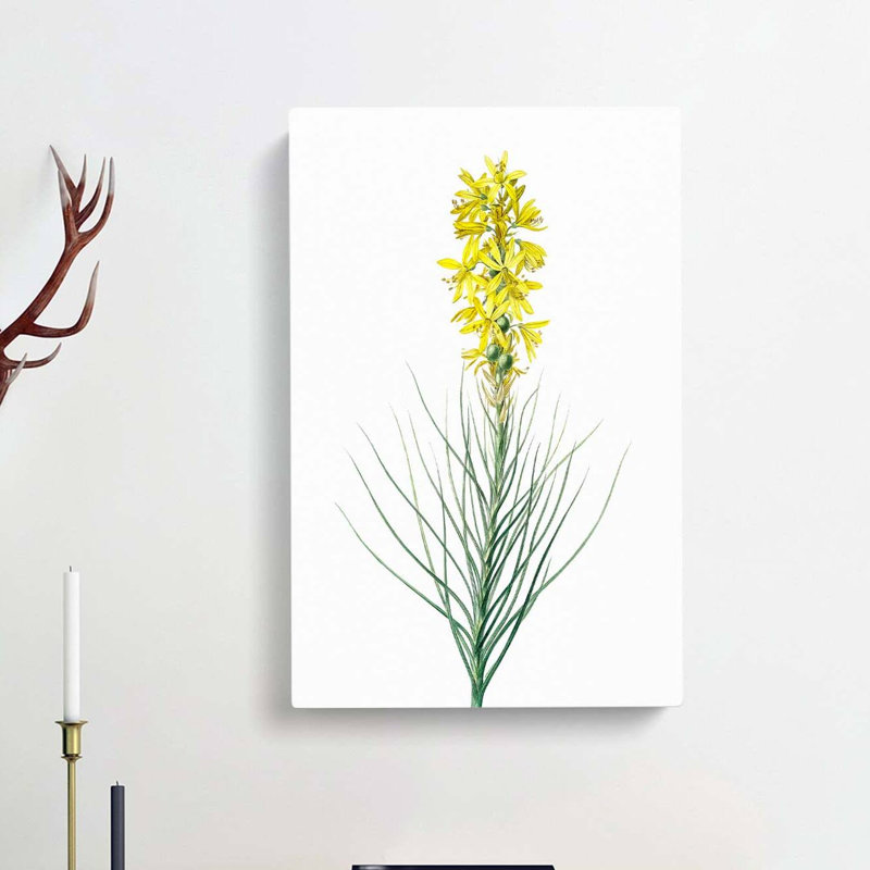 Yellow Asphodel Flowers by Pierre-Joseph Redoute - Wrapped Canvas, 60cm H x 40cm W x 3cm D