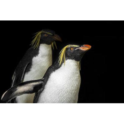 Two Rockhopper Penguins 1 Piece Wrapped Canvas Wall Art