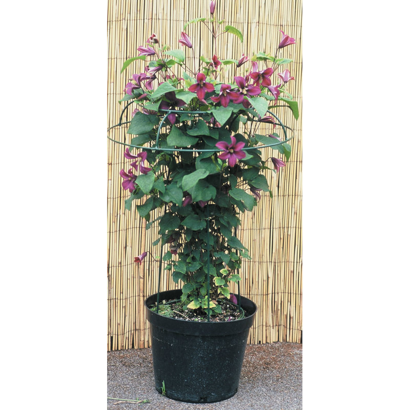 Puma Trellis, 122 cm H x 61 cm W