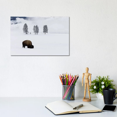 Wyoming, Yellowstone Np. American Bison Bull Foraging Beneath the Snow for Grass 1 Piece Wrapped Canvas Wall Art