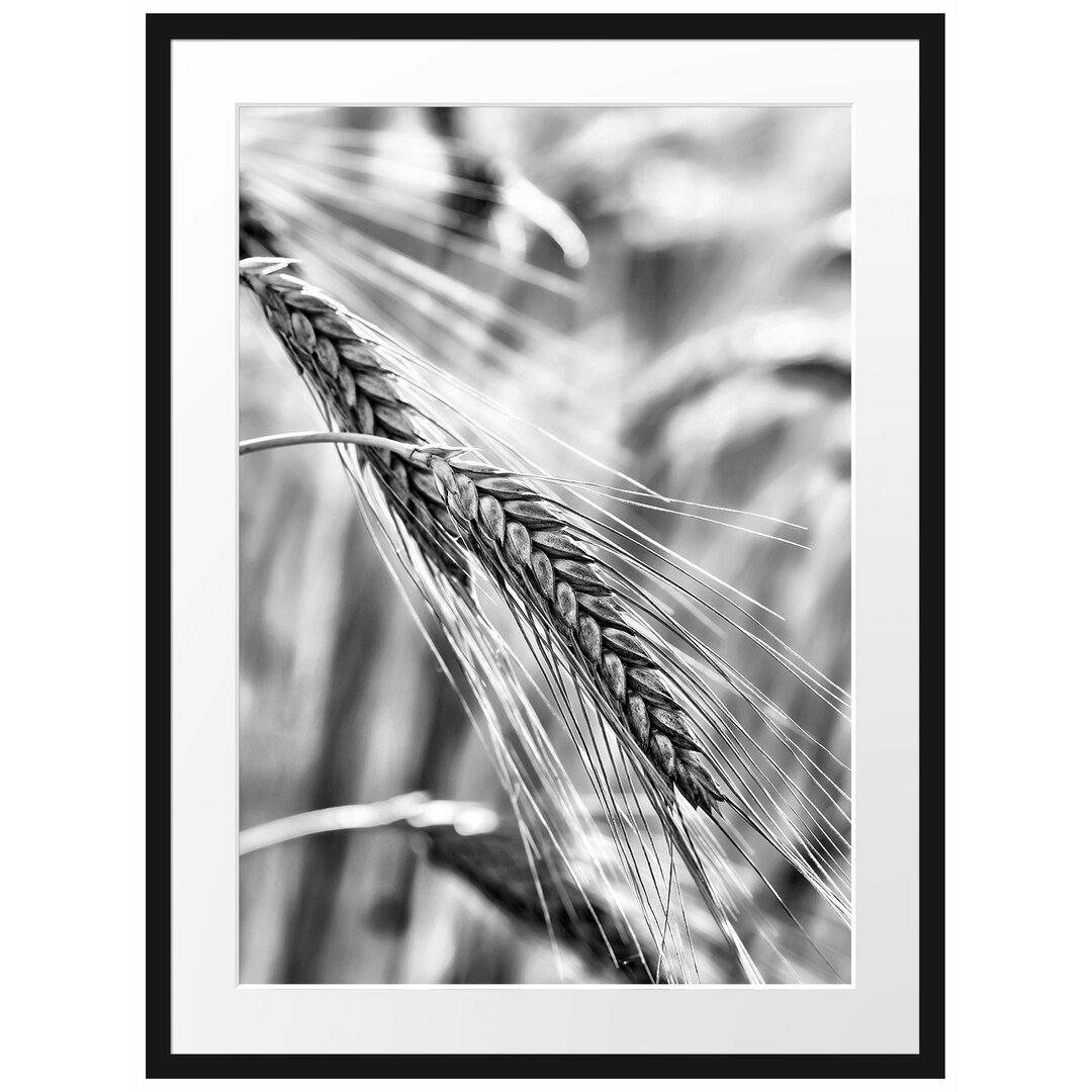 Gerahmtes Poster Weizen auf dem Feld