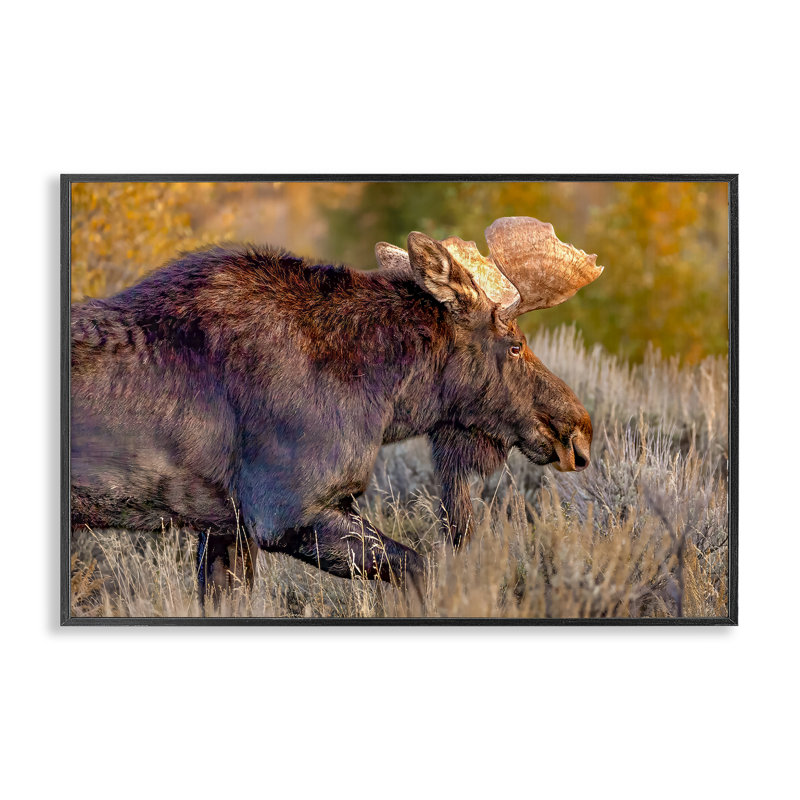 Bull Moose At Dusk, giclée encadrée, design par Shelley Carlisle, H 12 po x l 18 po, Giclée noire de minuit encadrée