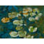 Lotus Pond Serenity Series I Print by Ruth Hayes-71200025-132511298
