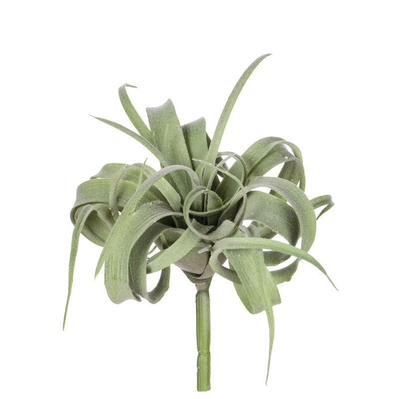 Air Plant Arrangement