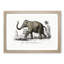 Asian Elephant by Charles D' Orbigny - Single Picture Frame Painting-57844234-57844235