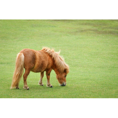 Miniture Horse Grazing by David_Paul - Wrapped Canvas Print