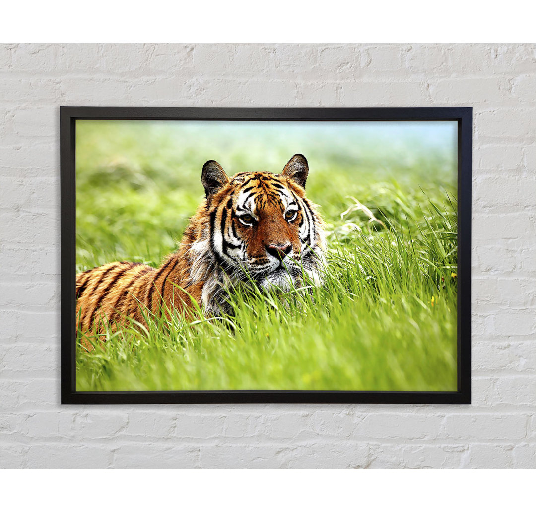 Amazing Siberian Tiger - Einzelner Bilderrahmen Kunstdrucke auf Leinwand