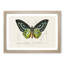 Green Birdwing Butterfly by Charles d Orbigny - Framed Print-55575468-55575471