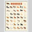 Affiche mondiale de Global Horse Breeds - Guide illustré des variétés de chevaux dans le monde-101376482-101376478