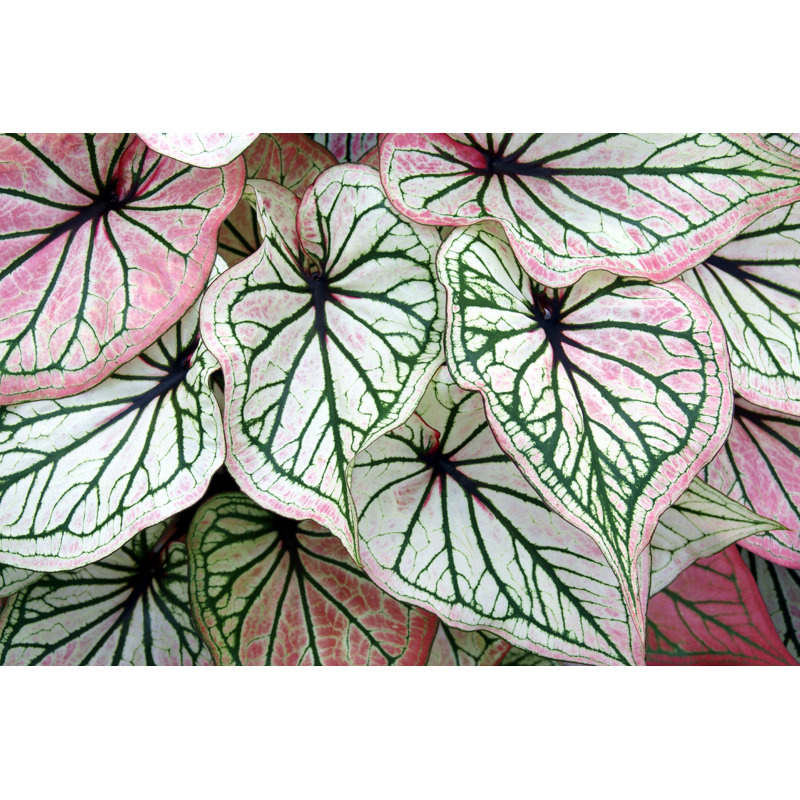 Foliage of Caladium Plant - Photographie sur toile tendue, H 8 po x l 12 po x P 1,25 po