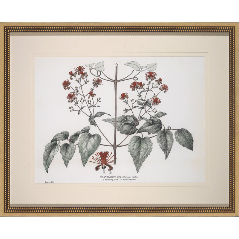 Traveller's Joy Print
