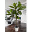 Alpine Ficus