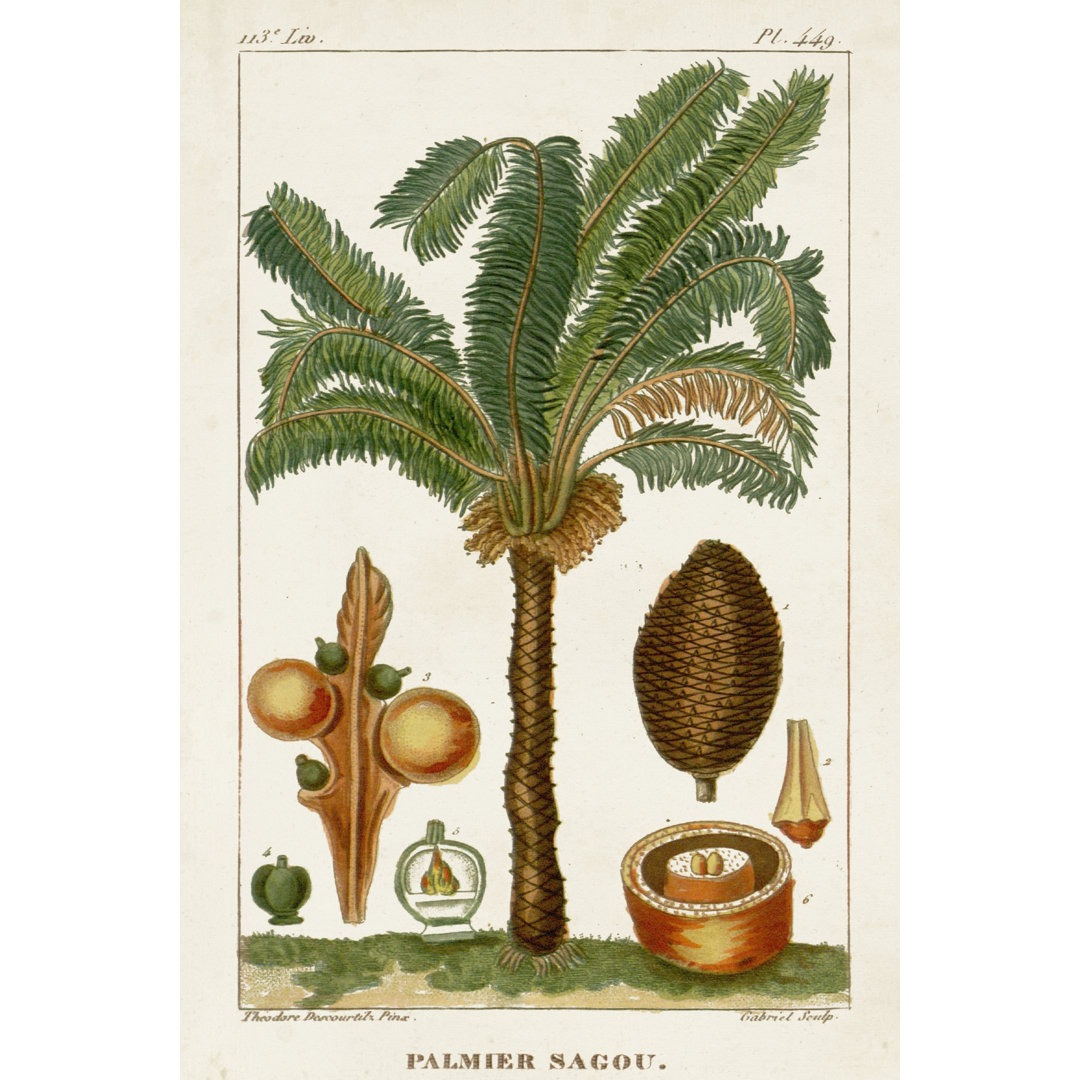 Turpin Exotic Palms VII by Turpin - Wrapped Canvas Art Prints