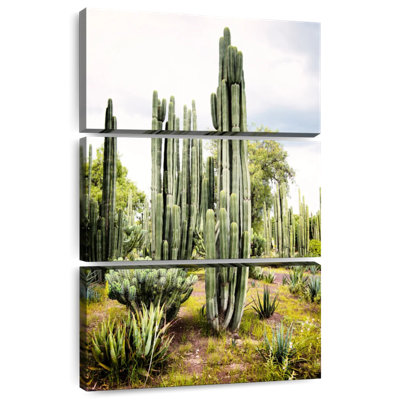Harnek Viva, Mexique - Cactus Cardon I