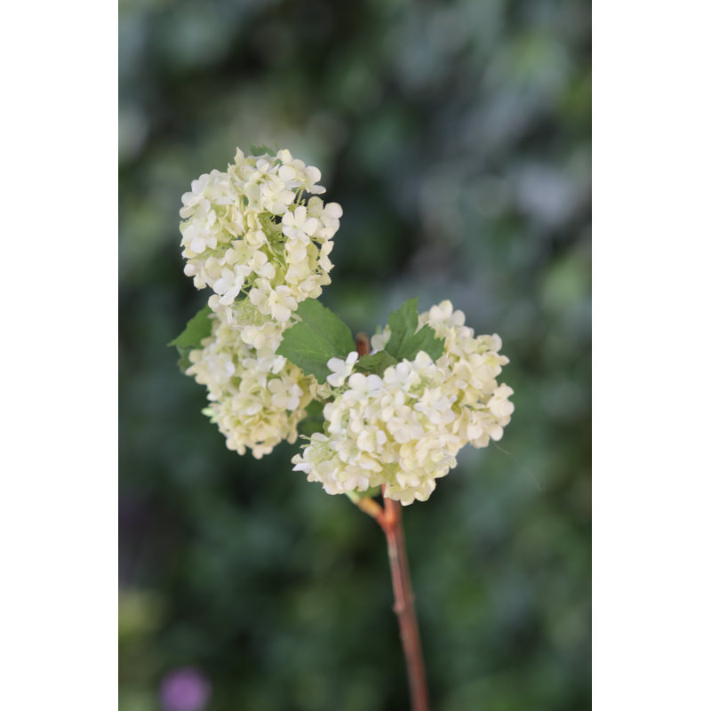 Viburnum Spray, Whitish Green