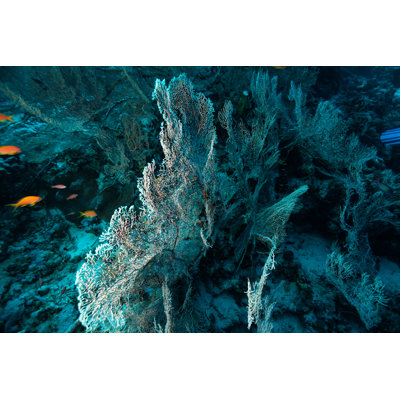 Tropical Aquarium 1 Piece Wrapped Canvas Wall Art