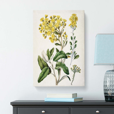 Daisy Brachyglottis Flowers by Sarah Featon - Wrapped Canvas