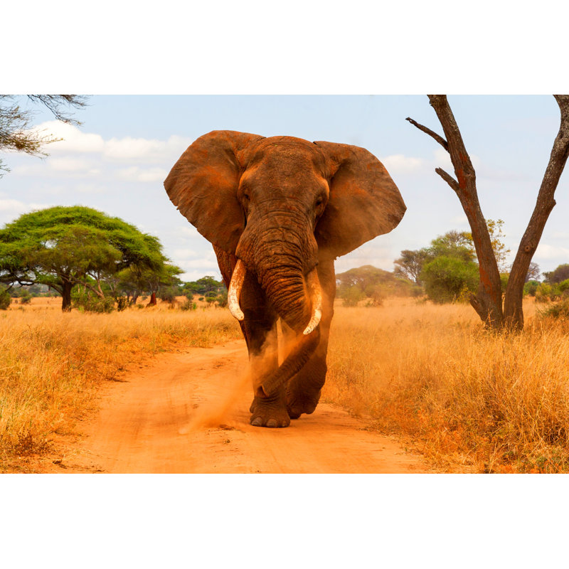 Elephant Is Walking by Hannesthirion - Wrapped Canvas Print, 81cm H x 122cm W