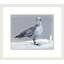 Gull Study 1 Print