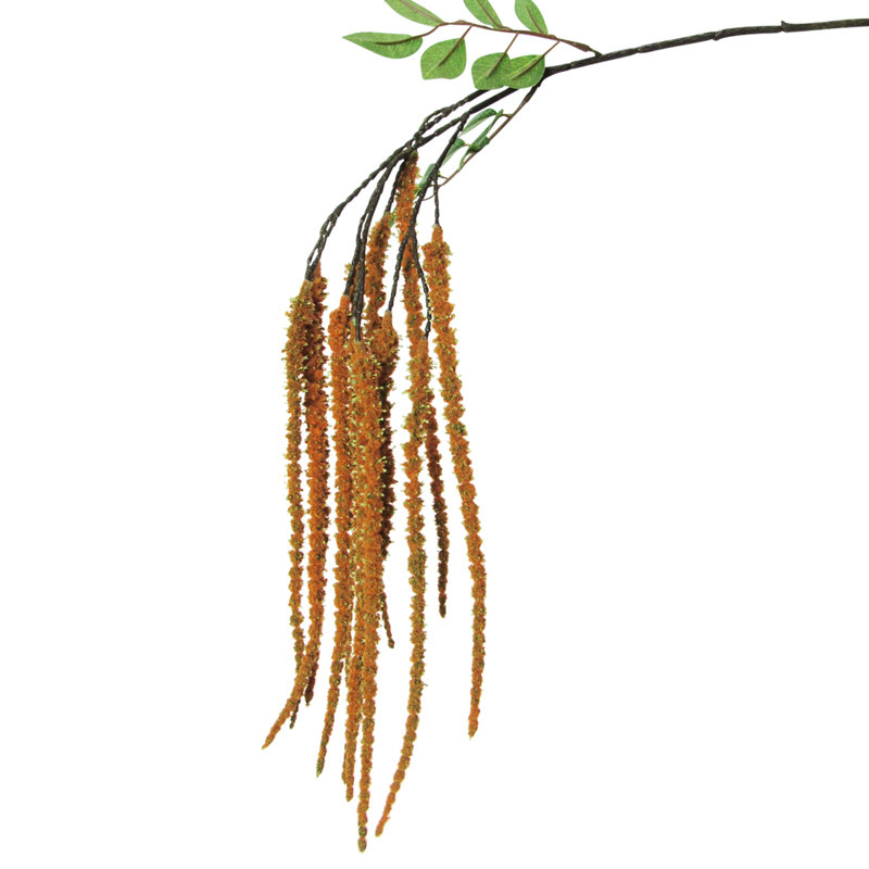 Tige de fleur d'amaranthe, Orange