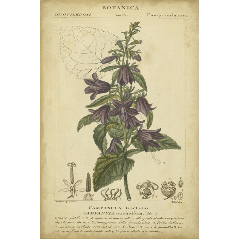 Floral Botanica IV by Turpin - Wrapped Canvas Print, 46cm H x 30cm W