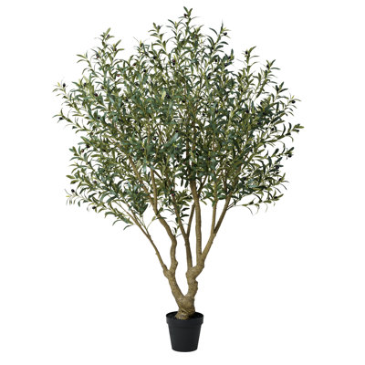 Adcock Olive Tree in Pot