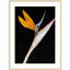 «Olcott Bird of Paradise» par Clint Wood, reproduction d'art encadrée-1081587948-1081587953