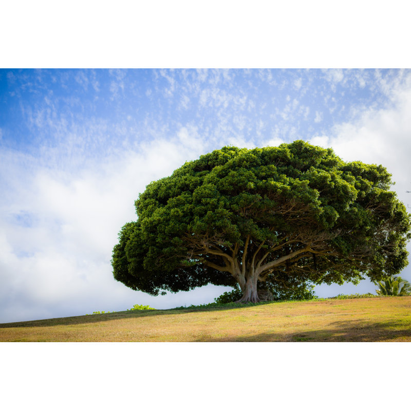 Bindera Tropical Tree - Wrapped Canvas Print, 20cm H x 30cm W x 3.8cm D