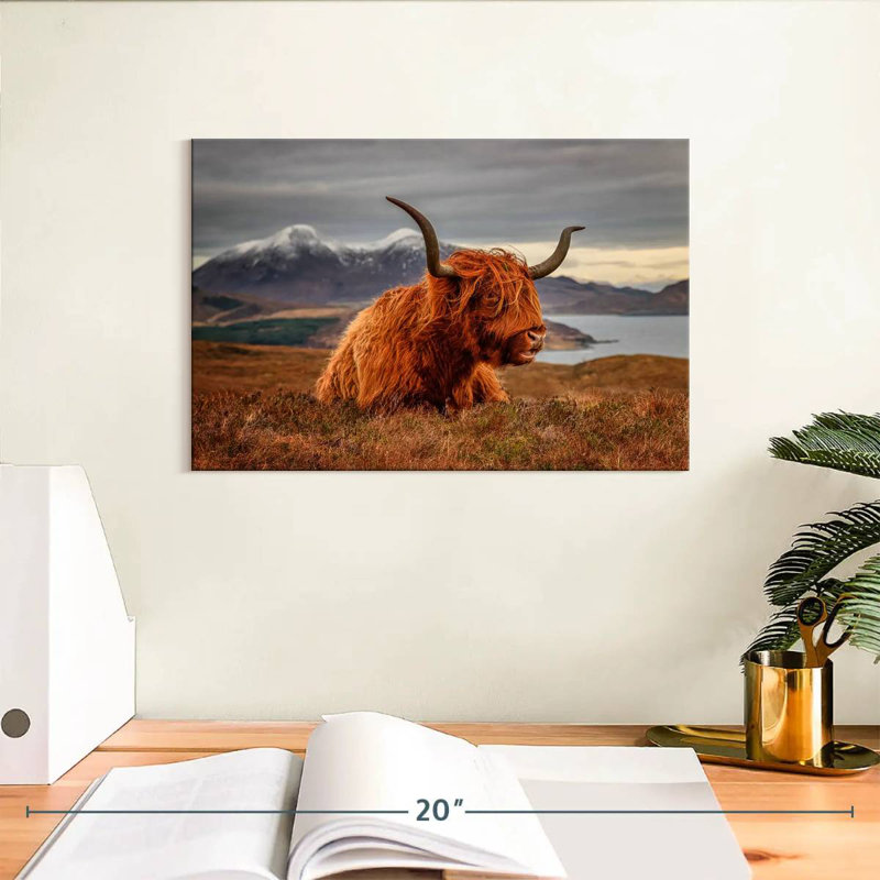 Vache Highland sentant le vent, H 8 po x l 12 po