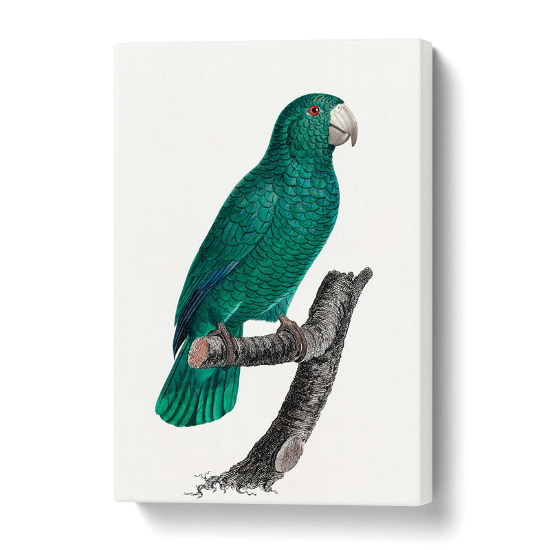 Emerald Cuban Amazon Parrot by F. Levaillant - Wrapped Canvas, 50 cm H x 35 cm W