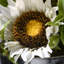 Arrangement de tournesol 14 po