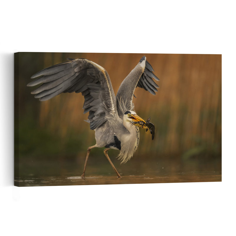 Grey Heron Catches Crab Dramatic Elegant Contemporary Bird Crab Fish Nature Wildlife Wall Art Print 1 Piece Wrapped Canvas Wall Art