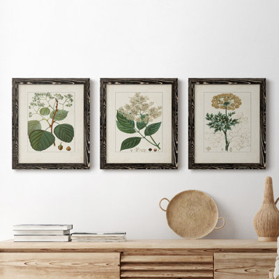 Antique Turpin Botanical IV - Ensemble de 3 reproductions d'art sur toile