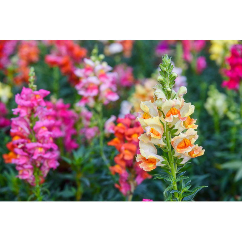 Snap Dragons by Nuwatphoto - Wrapped Canvas Print, 30cm H x 46cm W