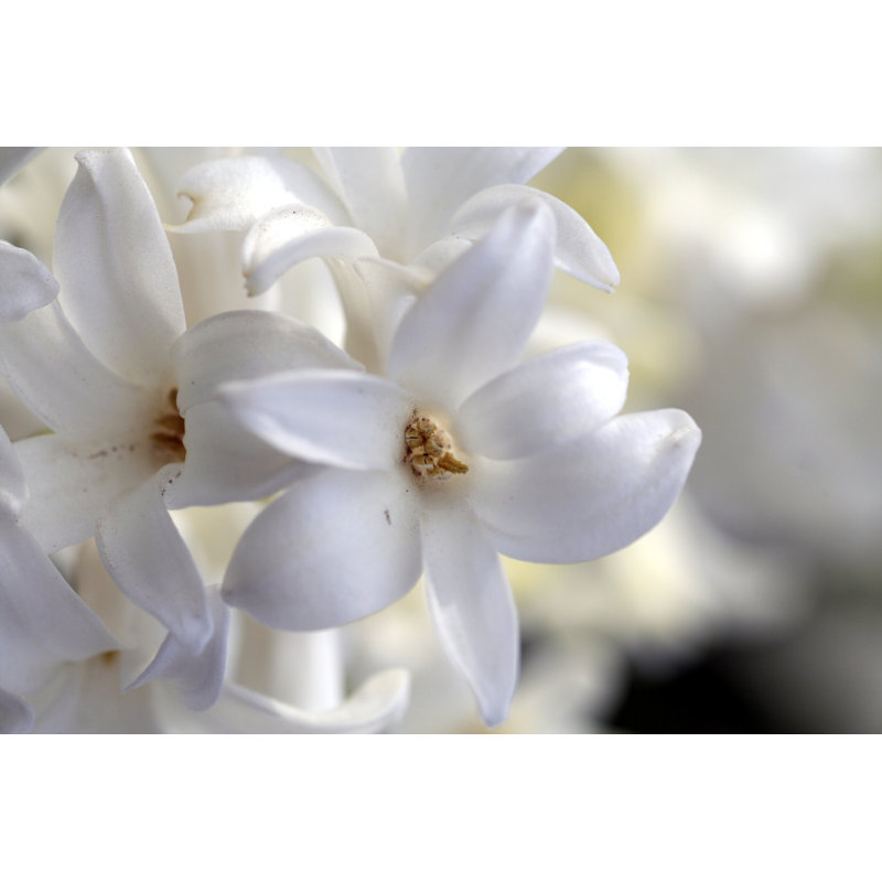 Daleon " Jasmine " by Hikmetkilic, 12" W x 8" H