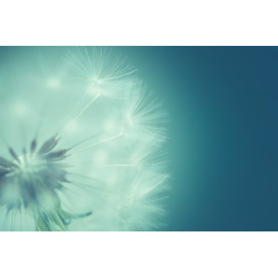 Nature Background Dandelion - Soft And Dreamy Closeup by Debibishop - No Frame Print on Canvas