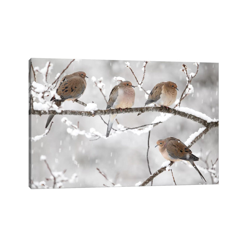 Mourning Dove Group In Winter, Nova Scotia, Canada I by Scott Leslie - Wrapped Canvas Print, 20.32 cm H x 30.48 cm W